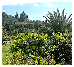 aussicht auf den atlantik casa erel la palma