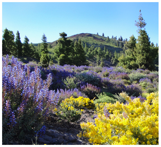 natur la palma entspannen genießen